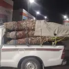 نخل وشنطن للبيع