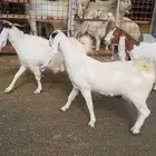 معزا هولنديه للبيع