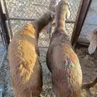 طليان سواكن