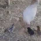 دجاجه بعيالها
