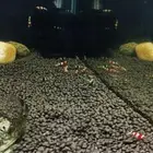 كريستال شرمب قريد sss