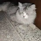 حصلت القط هذا قدام البيت الي يعرف صاحبه يتواصل معي