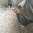 ديوك فحول قزم .