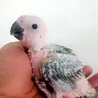 فرخ ( صن كنيور )