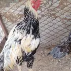زوج الديك فارسي والدجاجه سندي
