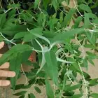 أشجار متحمله و عطريه