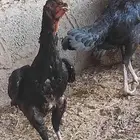 طقم شامو ألماني