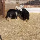 رخال طيبه نجد حقت القناي ومضريع على شرط