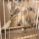طيور البادجي إنتاج