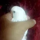 فرخ روز - البينو -