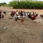 للبيع دجاج بلدي جاهز للإنتاج