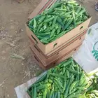 للبيع باميه سودا يومياتقطف كميه طيبه أقل شي 30كرتون وتعبئه ع