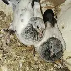 زغاليل حمام فرنسي وبلدي