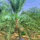السلام عليكم زباين الكرام يوجد لدينانخيل االبيع