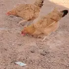 دجاج