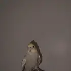 كروان انثى فراشه
