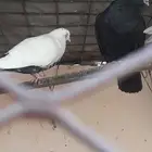 حمام باكستاني