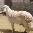 فحل حري للبيع