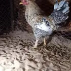 للبيع ديوك العداد 5