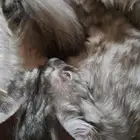 قطط للتبني