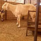 للبيع طلي فحل صنف