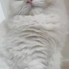 فندقه خالد كات هاوس