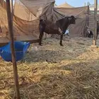معزاء محايليات دهم
