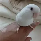 ذكر روز للبيع