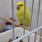 تم البيع الله يبارك لشاري