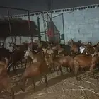 غنم دهم للبيع