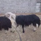 الطلينه الجدي يضرب على شرط