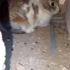 ارنب كفو الموقع في اثنيه