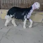 مشروع فحل نجدي معرف صنف