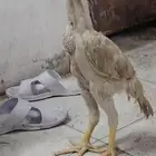 shamo chicks age 2.5 months reasonable price