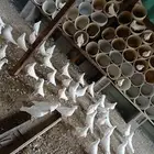 للبيع حمام لاحم فرنسي منتج على 30 الزوج