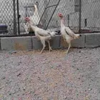 دجاج شامو ألماني فاخر