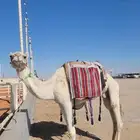 مطلوب دنه ماشي من الحفر الي الصياهد