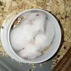 أليفك الصغير المثالي وصل  هامستر بيج وأبيض للبيع