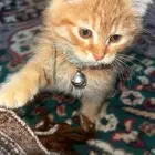 https   vt.tiktok.com ZSy7oxnYw