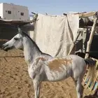 مهر شعبي