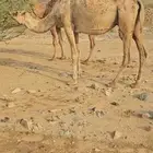 ناقه ملاقي مشروطه من الحي