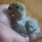 فرخ روز ( اخضر )