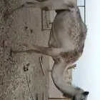 ناقه ام ثاني مهجنه