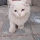وجدت قط ذكر مفقود الظاهر هملايا