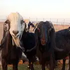 معزاء حليب شرط 24 ساعه