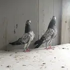 حمام باكستاني( تم البيع )