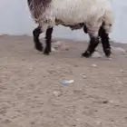 فحل نعيم صنف للبيع