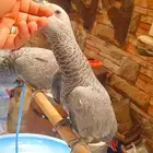 فروخ كاسكو كونغو