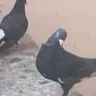 جوز حمام