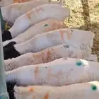 ذبائح بربري برابر صومالية مرابي جدعان وتنيان
